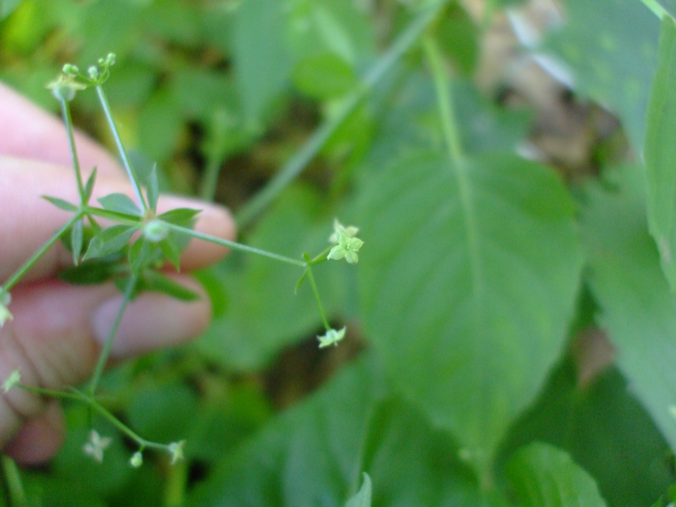 Galium triflorum